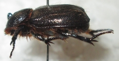 Syrichthodontus cribratus