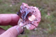 Russula graveolens