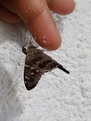 Urbanus proteus proteus
