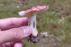 Russula graveolens