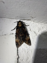 Acherontia atropos