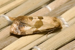 Phalonidia contractana