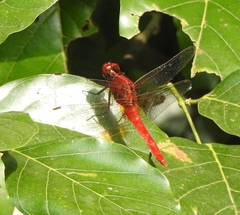 Rhodothemis rufa