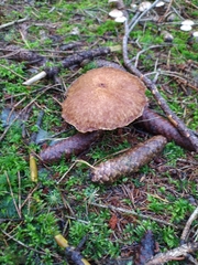Suillus lakei