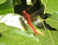 Rhodothemis rufa