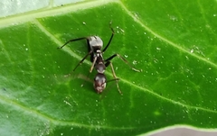 Camponotus rufoglaucus