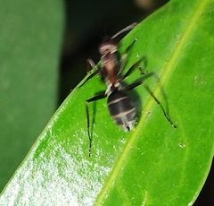 Camponotus rufoglaucus