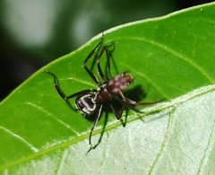 Camponotus rufoglaucus