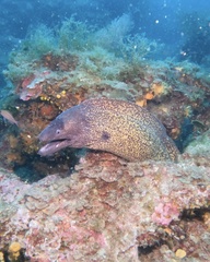 Muraena helena