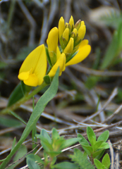 Genista pilosa