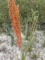 Gyrostemon australasicus