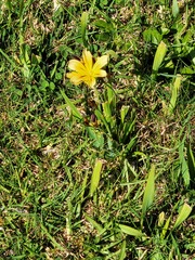 Sparaxis grandiflora