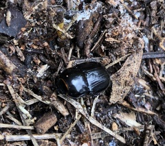 Heteronychus arator