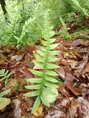 Polypodium interjectum