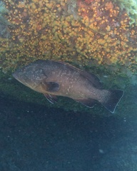 Epinephelus marginatus