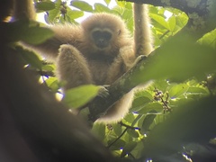 Hylobates lar