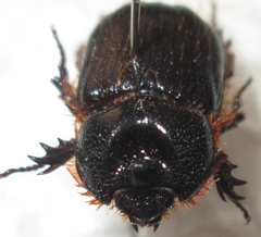 Syrichthodontus cribratus