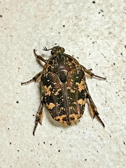 Protaetia acuminata