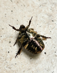 Protaetia acuminata