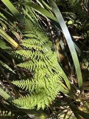 Dryopteris unidentata