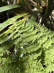 Dryopteris unidentata
