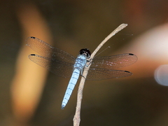 Brachydiplax duivenbodei