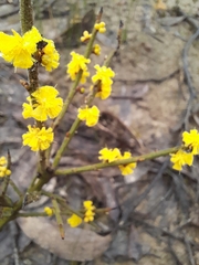 Acacia spinescens