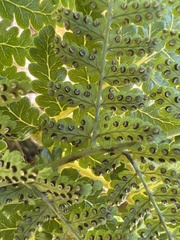 Dryopteris unidentata
