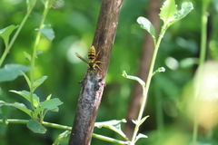 Vespa bicolor