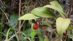 Ardisia villosa