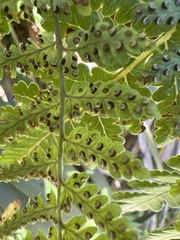 Dryopteris unidentata