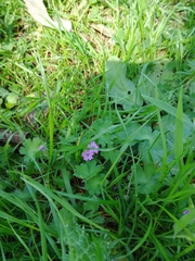 Geranium molle