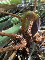 Dryopteris unidentata