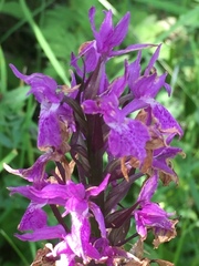 Dactylorhiza lapponica