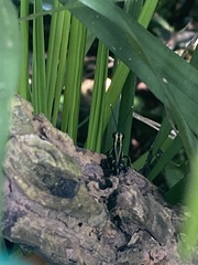 Traulia azureipennis