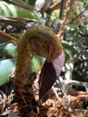 Dryopteris unidentata