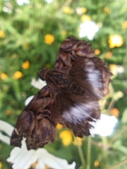 Noctuana lactifera bipuncta