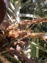 Dryopteris unidentata