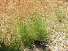 Petrorhagia prolifera