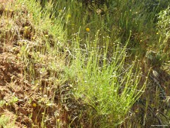 Santolina rosmarinifolia
