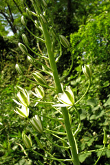Ornithogalum pyramidale