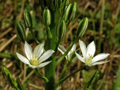 Ornithogalum pyramidale