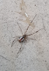 Theridion pyramidale