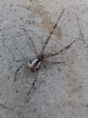 Theridion pyramidale