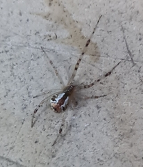 Theridion pyramidale