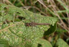 Sympetrum vulgatum
