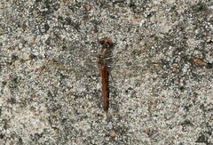 Sympetrum vulgatum