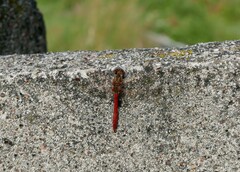 Sympetrum vulgatum