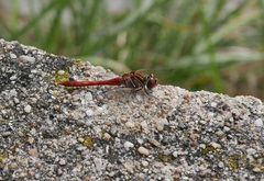 Sympetrum vulgatum