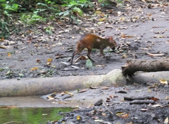 Dasyprocta prymnolopha